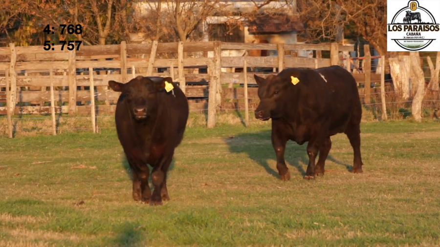 Lote "TORO PURO CONTROLADO ""CABAÑA LOS PARAISOS"", DE F. REGGIARDO"