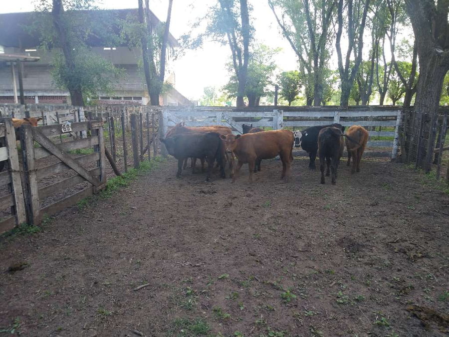 Lote 9 Terneras en Gral. Lamadrid, Buenos Aires