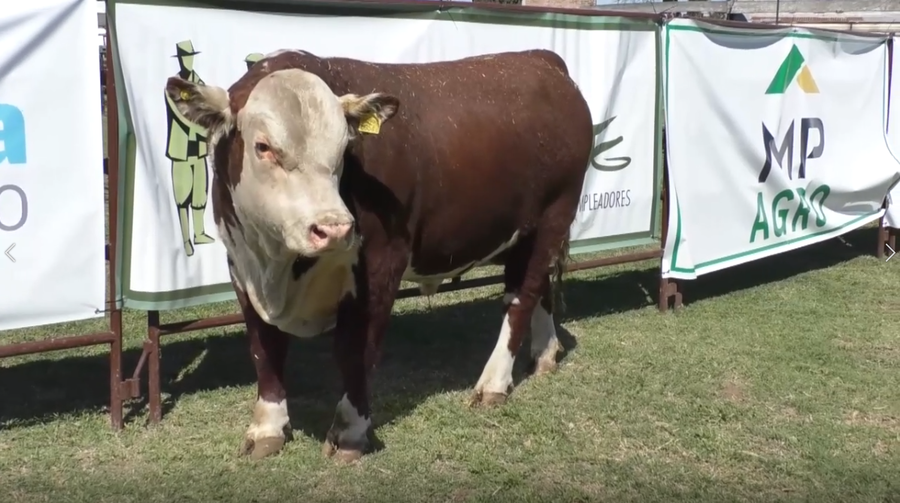 Lote Toro Polled Hereford PR - PR 61 - Cabaña El Recuerdo