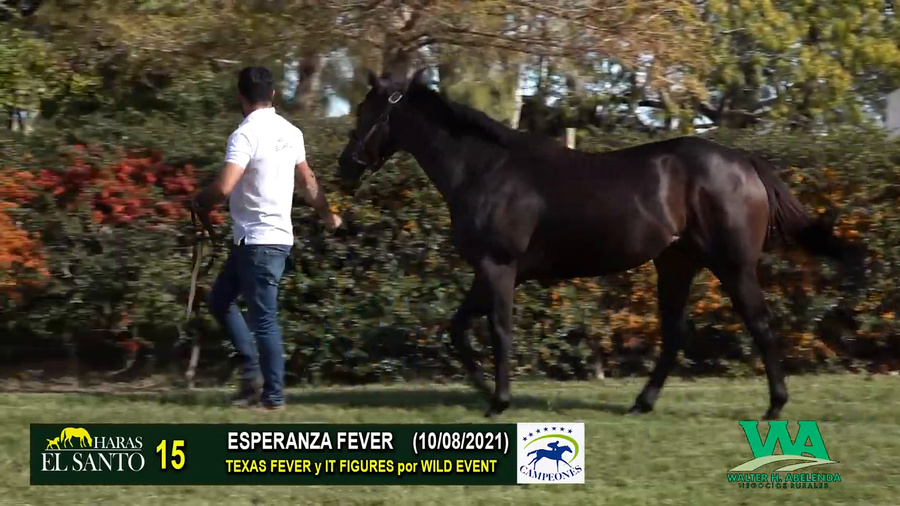 Lote ESPERANZA FEVER
