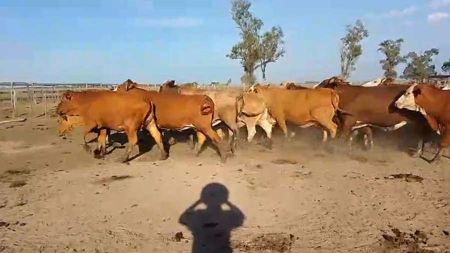 Lote 32 Faena en Corrientes, Santo Tomé