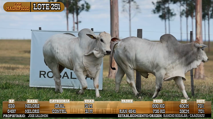 Lote LOTE 251 - VIVO