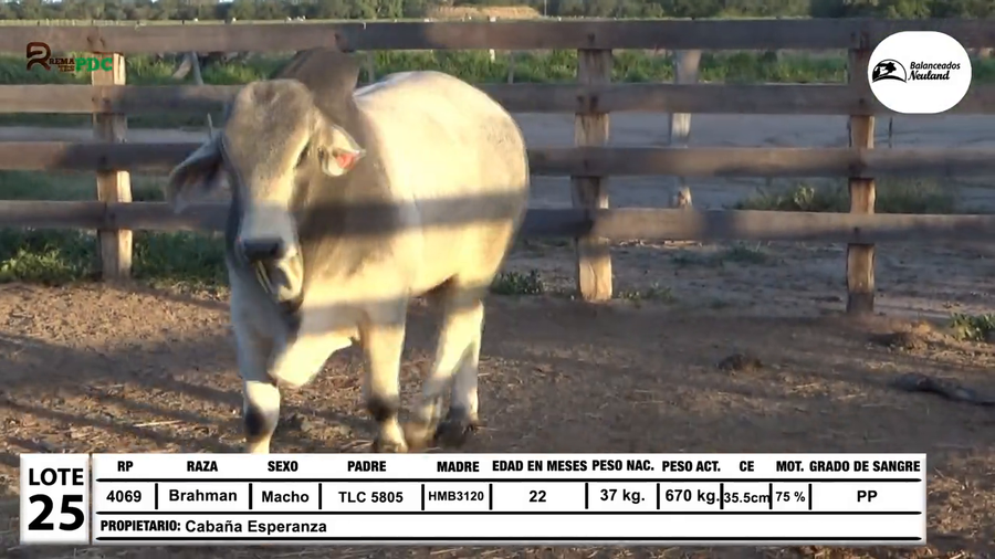 Lote Toros Brahman a remate en Sábado 5 de Julio - Gran Remate de Reproductores PDC, Loma Plata