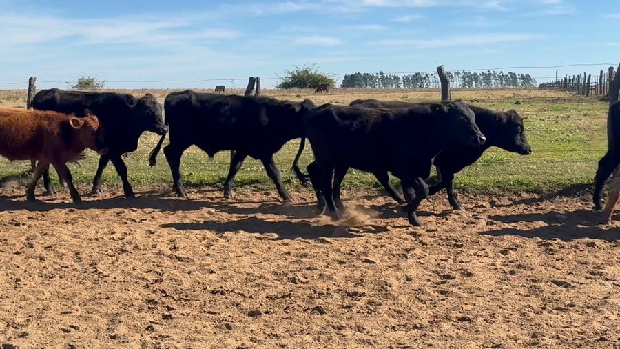 Lote 66 Novillitos en Corrientes, Goya