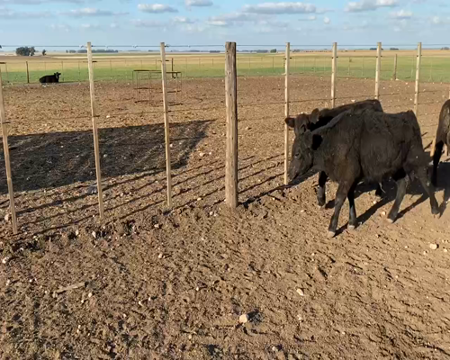 Lote 30 Terneros/as en Tres Arroyos, Buenos Aires
