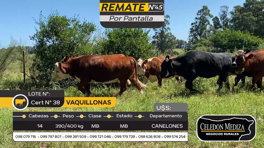 Lote 14 Vaquillonas  en Otra Localidad, Canelones