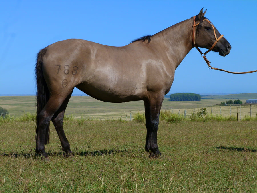 Lote Guerrera Salpay