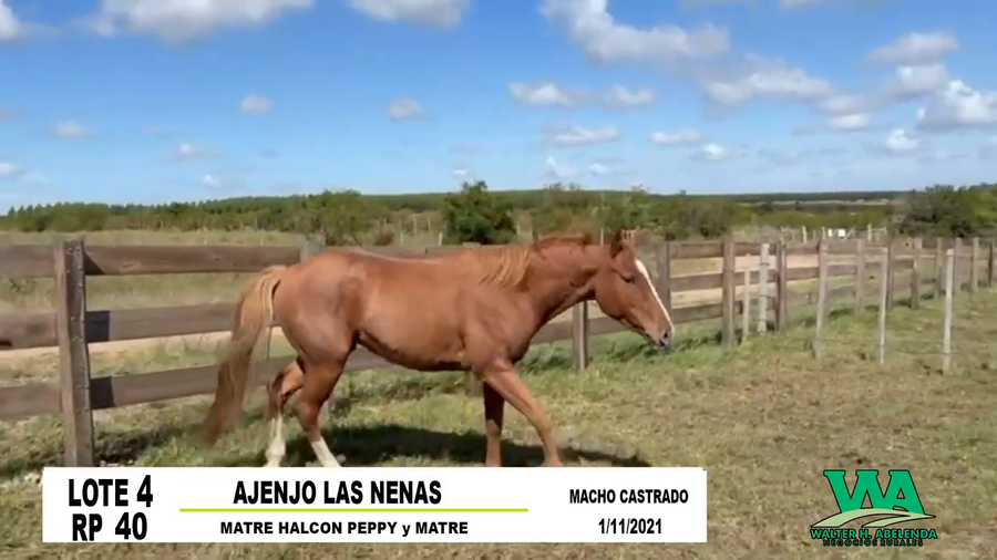 Lote AJENJO LAS NENAS