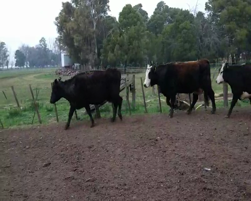 Lote 32 Vacas en Gral. Lamadrid, Buenos Aires