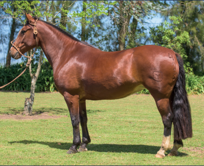 Lote EL GAVILÁN MIRIAM BRITOS