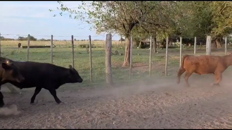Lote 70 Terneros