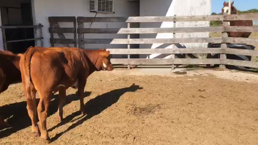 Lote 8 Terneros y Terneras Angus,  Normando y Cruza (5H,  3M) a remate en Pantalla Camy - Liquidación de Estancia 160kg -  en Camino del Careton