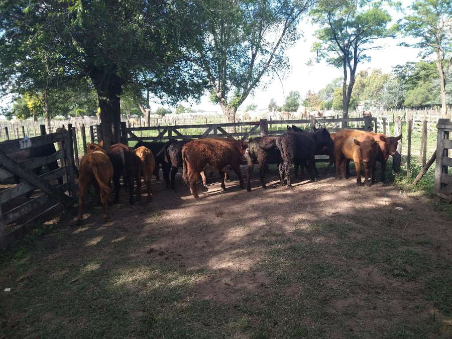 Lote 14 Vaquillonas en Gral. Lamadrid, Buenos Aires