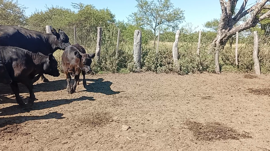 Lote 36 Vacas con Cría  en Entre Ríos, Federal