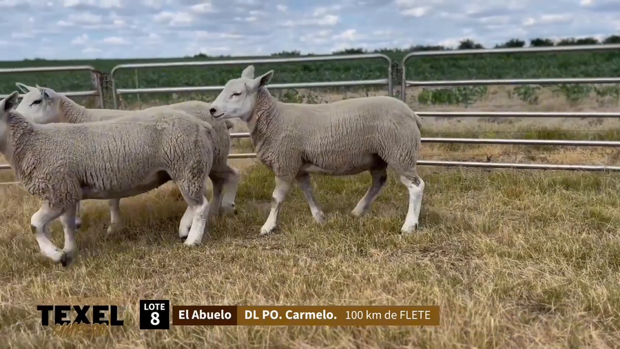 Lote 3 Corderas a remate en Segundo Remate - Texel Campero, Rivera