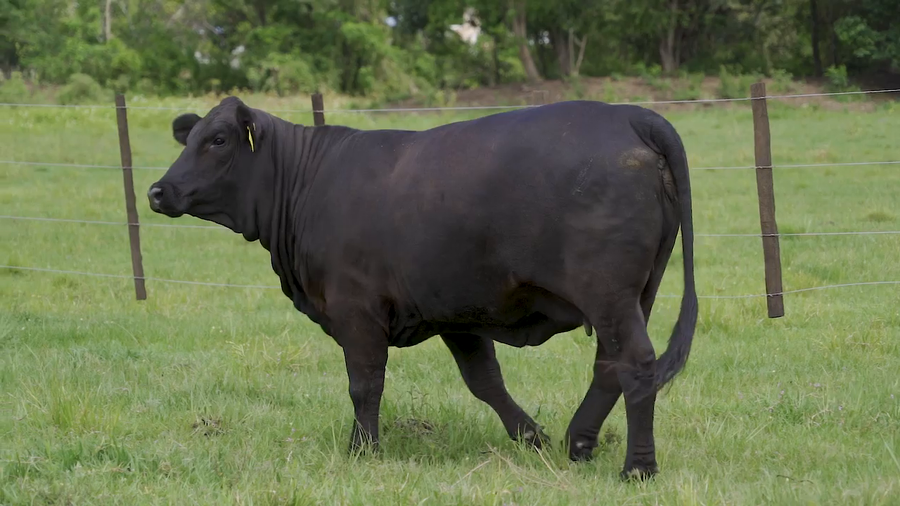 Lote VAQUILLA BRANGUS