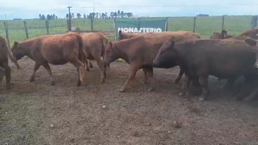 Lote 50 Vaquillonas Espartillar