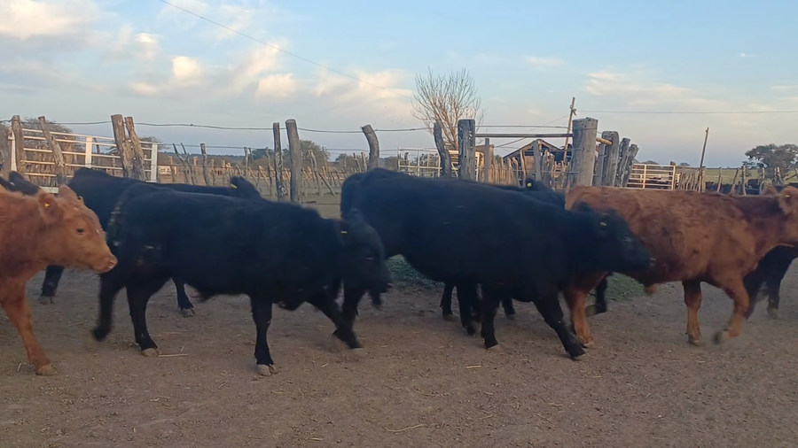 Lote 115 Terneros en Entre Ríos, San José de Feliciano