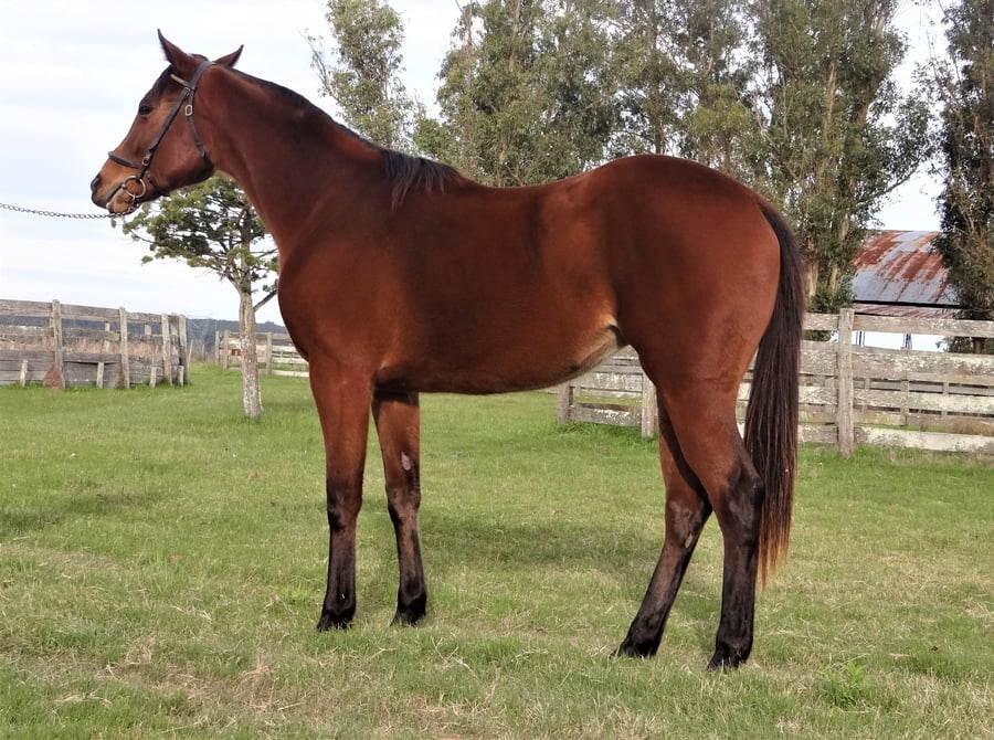 Lote FULL DISCRETION