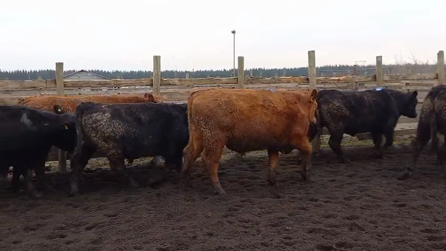 Lote 20 Novillo Gordo en Cabrero, VIII Región Biobío