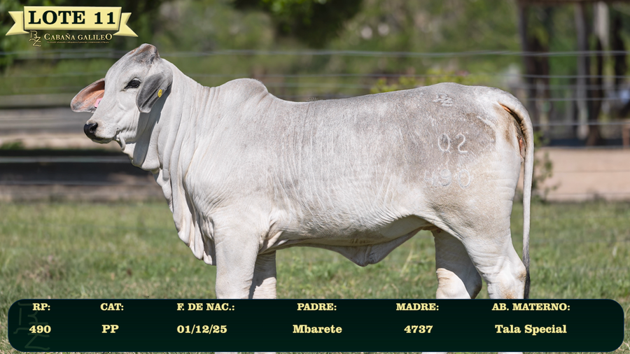 Lote LOTE 11