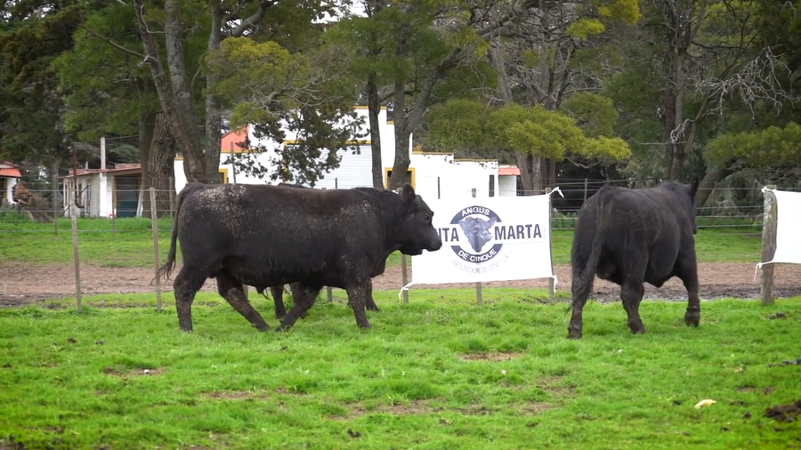 Lote 
