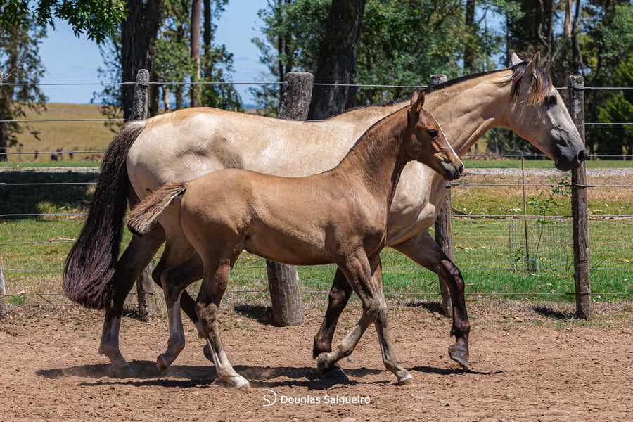 Lote JOYA DE LA COLINA