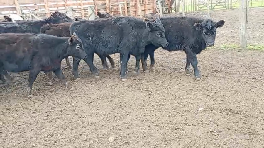 Lote 60 Terneros en Buenos Aires, Benito Juárez