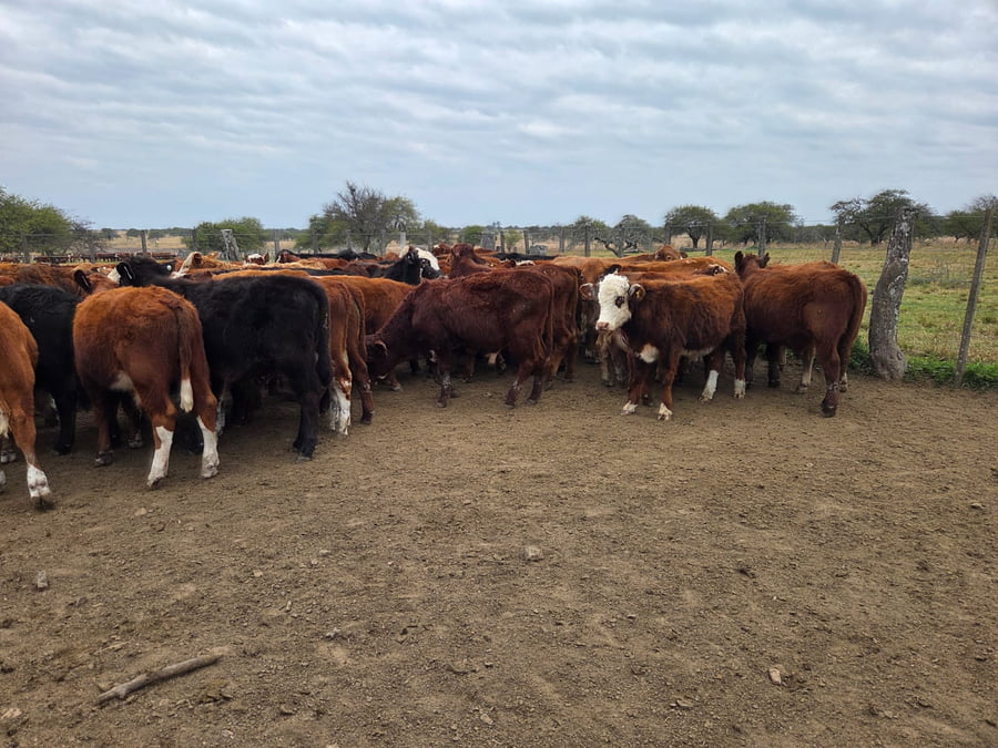 Lote 76 Terneros en Corrientes, Curuzu Cuatia
