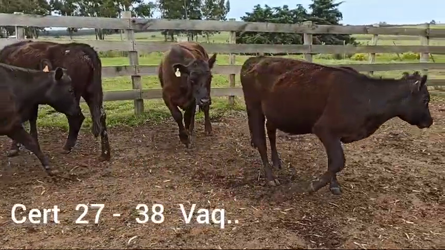 Lote 38 VAQUILLONAS DE 1 A 2