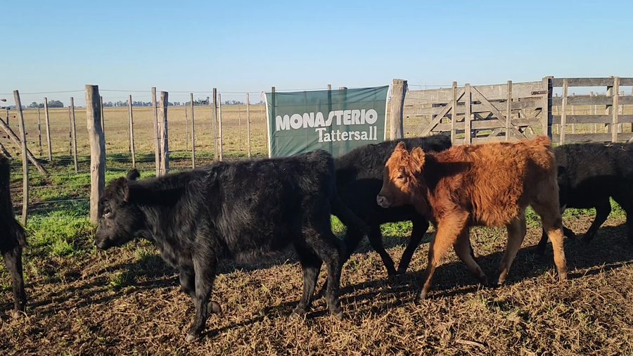 Lote 75 Terneros en Buenos Aires, Bolívar