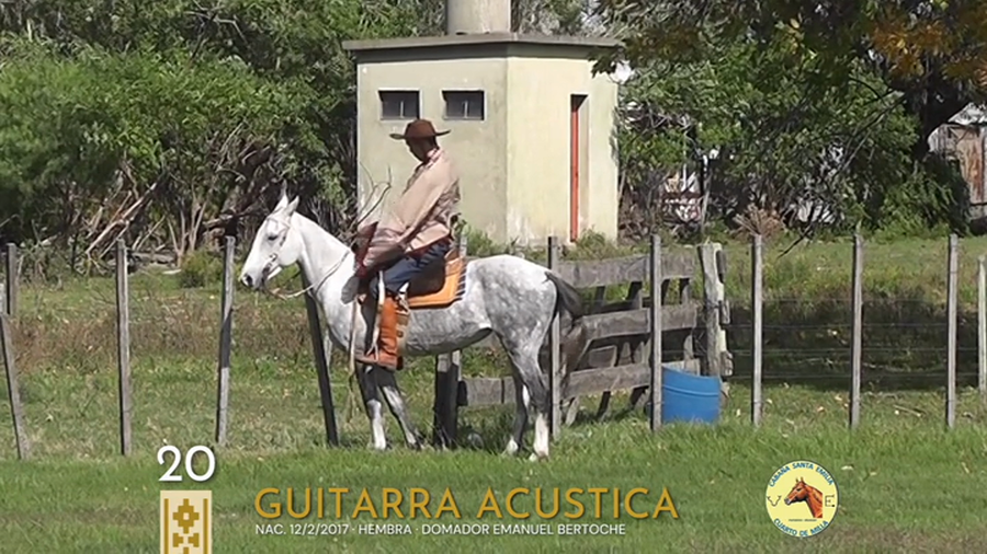 Lote Guitarra Acustica