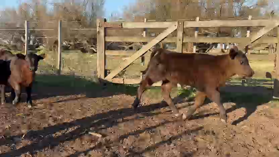 Lote 65 Terneros A TÉRMINO en Daireaux