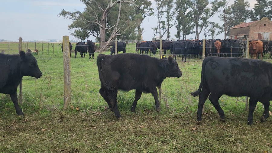 Lote 21 Terneras en Bolivar