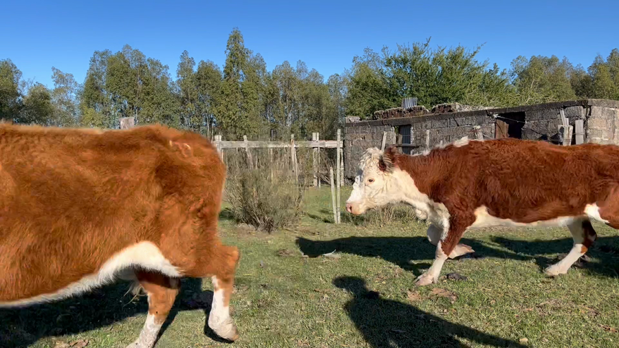 Lote VACA DE INVERNADA