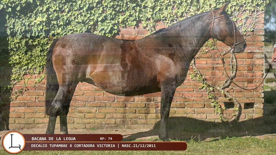 Lote Bacana de la Legua