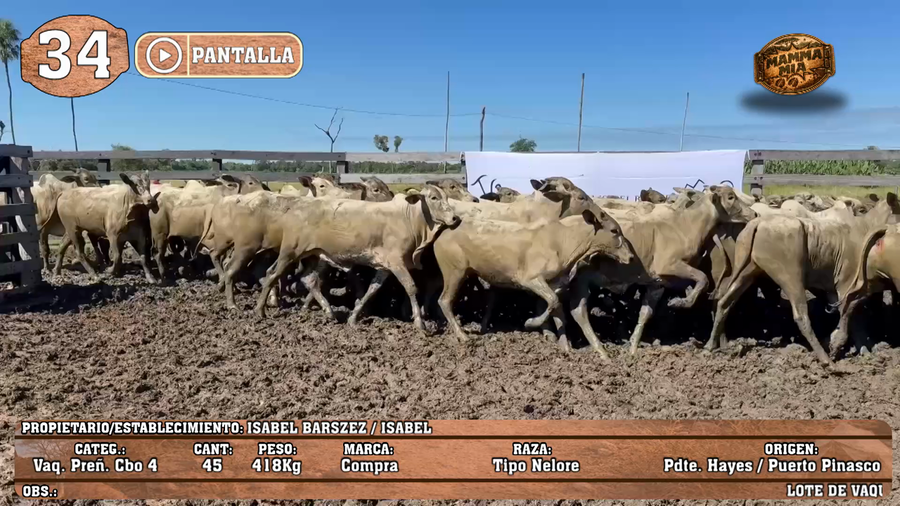 Lote LOTE 34 - POR PANTALLA