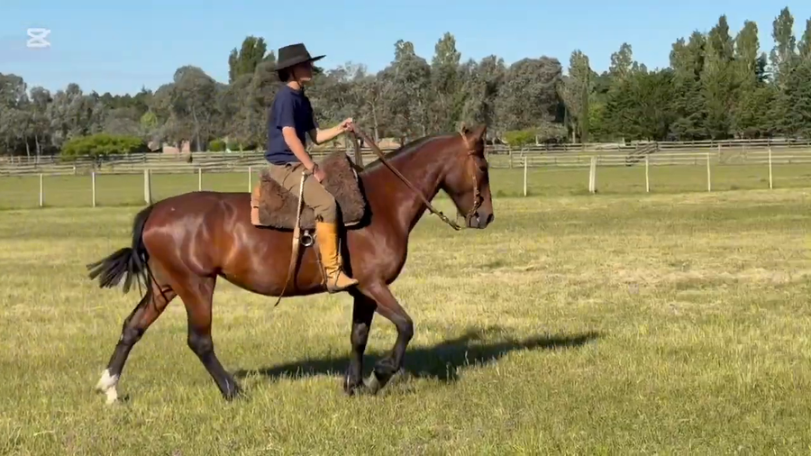Lote PERLA DON PANCHO