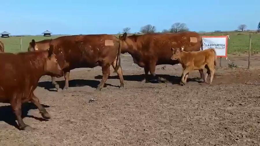 Lote Vaquillonas M.A.S de 3 años Santa Yvone