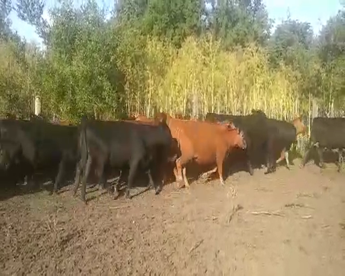 Lote 31 Novillitos y vaquillonas en Gral. Belgrano, Buenos Aires
