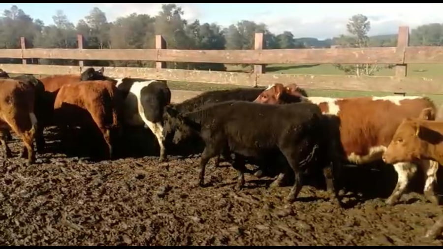 Lote 39 Ternero en XIV Región Los Rios, Futrono