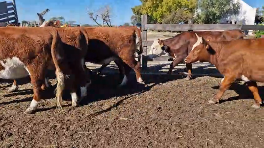 Lote 14 Vaquillonas  a remate en Pantalla Especial de Otoño, San José