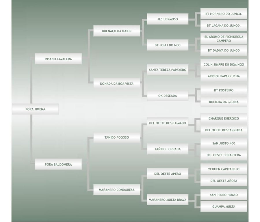 Lote Yegua de 5 Años