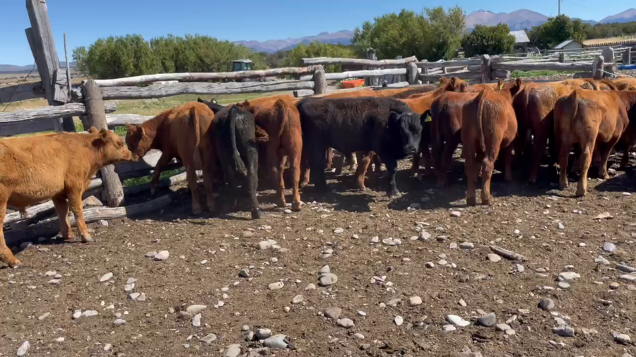 Lote 28 Ternero en Coyhaique, XI Región Aysén