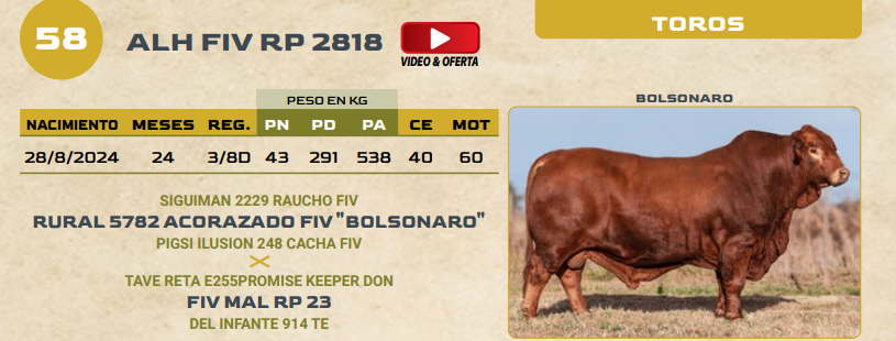 Lote LOTE 58