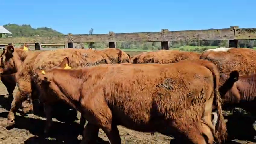 Lote 50 Novillo Engorda en Futrono, XIV Región Los Ríos