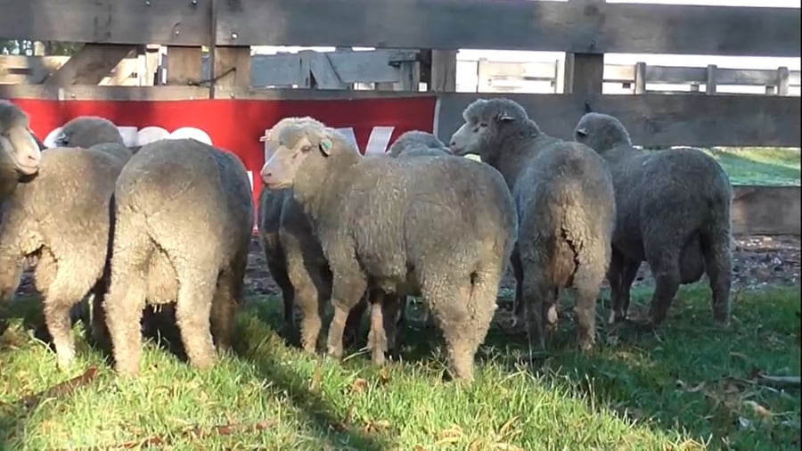 Lote 10 carneros MO 1, 4 y 6 dtes.