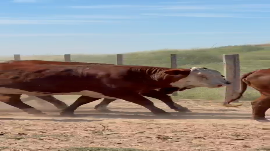 Lote 40 Vaquillonas preñadas en Córdoba, Jovita