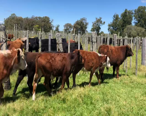 Lote 8 Terneros en Tupambaé, Cerro Largo