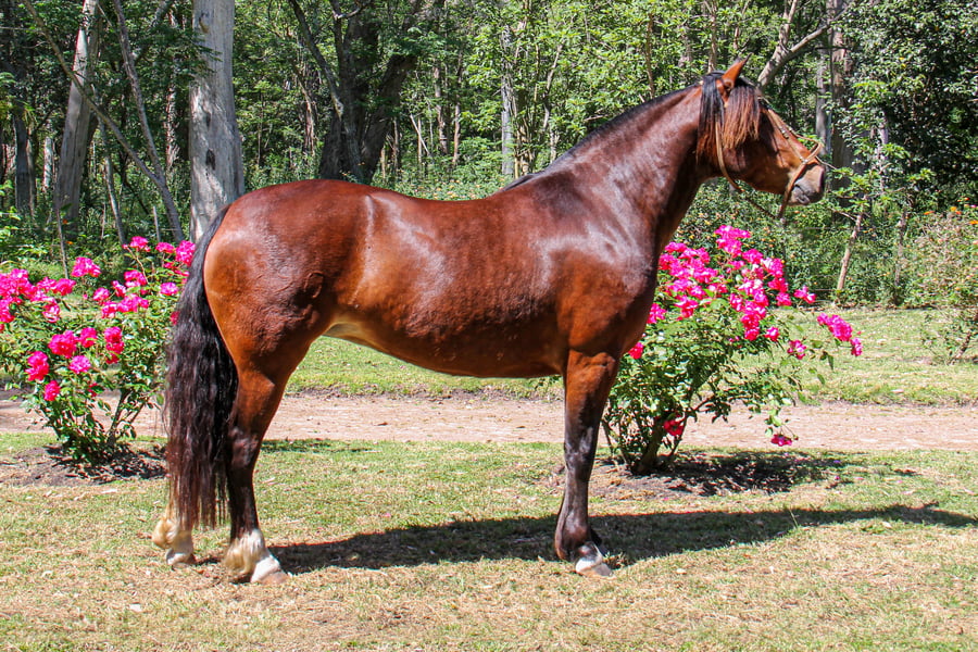 Lote RP 1290 - QUELEN PIMENTERA